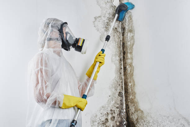 Best Attic Mold Removal  in Northwood, IA