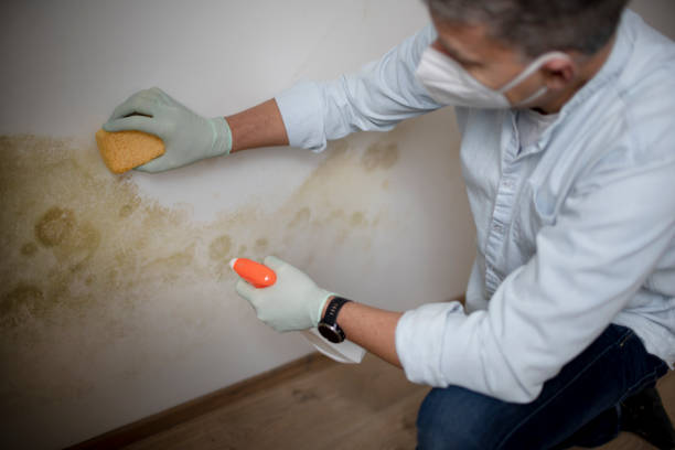 Best Residential Mold Removal  in Northwood, IA