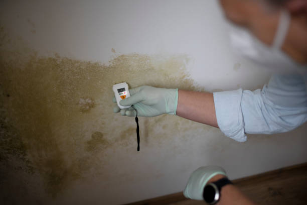 Best Residential Mold Removal  in Northwood, IA
