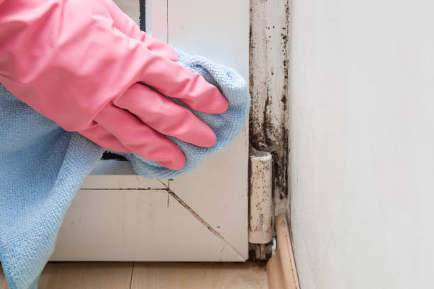 Mold Removal and Inspection in Northwood, IA