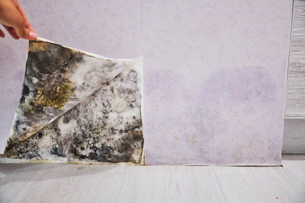 Reliable Northwood, IA Mold Removal Solutions